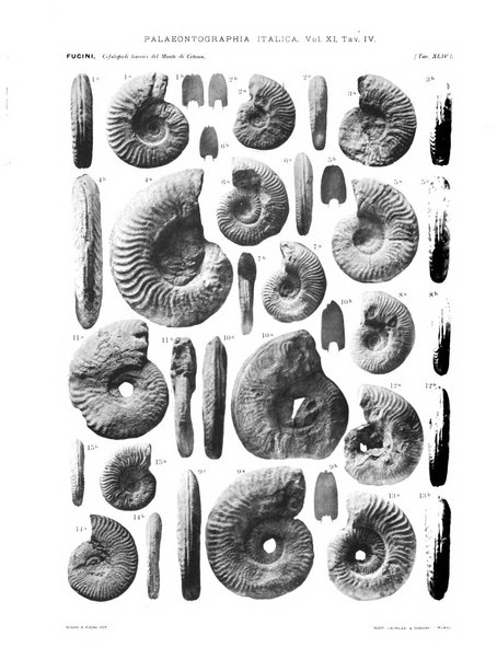 Palaeontographia Italica raccolta di monografie paleontologiche fondata da Mario Canavari nell'anno 1895