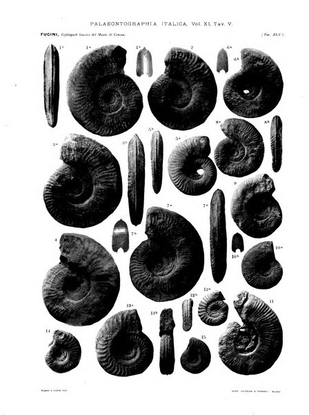 Palaeontographia Italica raccolta di monografie paleontologiche fondata da Mario Canavari nell'anno 1895