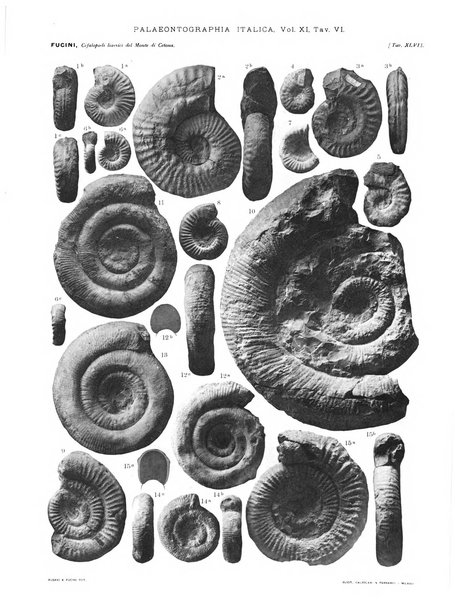 Palaeontographia Italica raccolta di monografie paleontologiche fondata da Mario Canavari nell'anno 1895