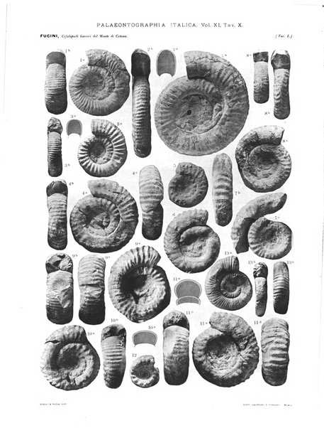 Palaeontographia Italica raccolta di monografie paleontologiche fondata da Mario Canavari nell'anno 1895