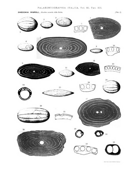 Palaeontographia Italica raccolta di monografie paleontologiche fondata da Mario Canavari nell'anno 1895