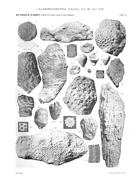 Palaeontographia Italica raccolta di monografie paleontologiche fondata da Mario Canavari nell'anno 1895