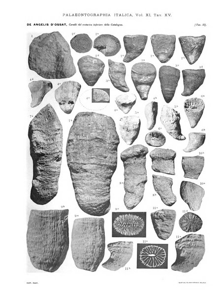 Palaeontographia Italica raccolta di monografie paleontologiche fondata da Mario Canavari nell'anno 1895