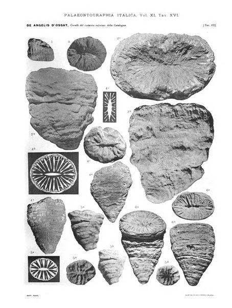 Palaeontographia Italica raccolta di monografie paleontologiche fondata da Mario Canavari nell'anno 1895