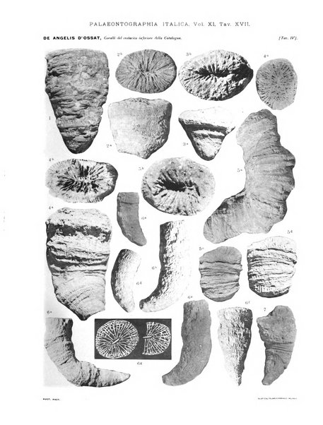 Palaeontographia Italica raccolta di monografie paleontologiche fondata da Mario Canavari nell'anno 1895