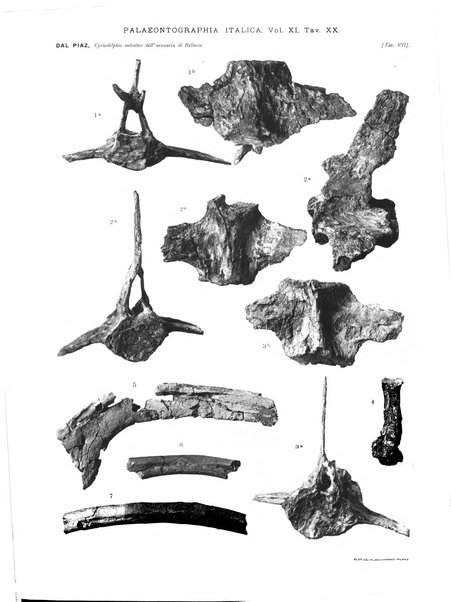 Palaeontographia Italica raccolta di monografie paleontologiche fondata da Mario Canavari nell'anno 1895