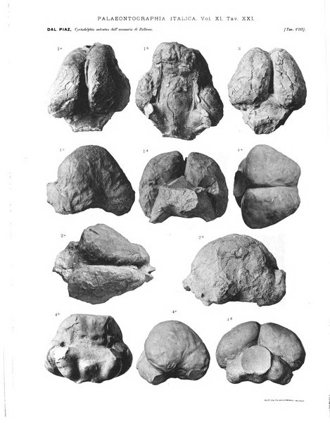 Palaeontographia Italica raccolta di monografie paleontologiche fondata da Mario Canavari nell'anno 1895