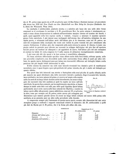 Palaeontographia Italica raccolta di monografie paleontologiche fondata da Mario Canavari nell'anno 1895