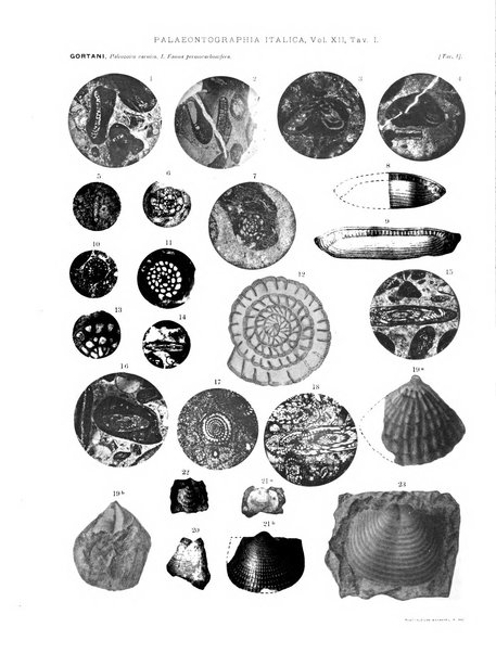 Palaeontographia Italica raccolta di monografie paleontologiche fondata da Mario Canavari nell'anno 1895