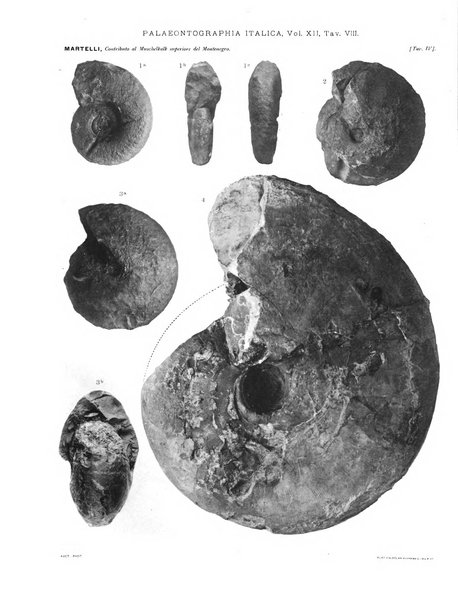 Palaeontographia Italica raccolta di monografie paleontologiche fondata da Mario Canavari nell'anno 1895