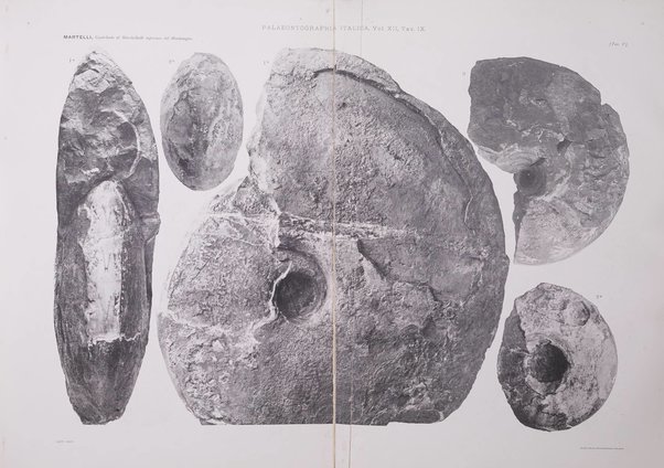 Palaeontographia Italica raccolta di monografie paleontologiche fondata da Mario Canavari nell'anno 1895