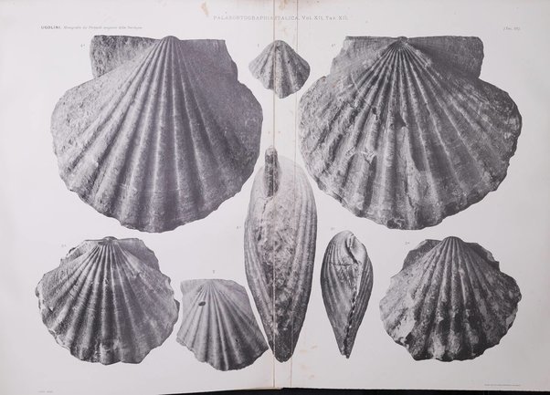 Palaeontographia Italica raccolta di monografie paleontologiche fondata da Mario Canavari nell'anno 1895