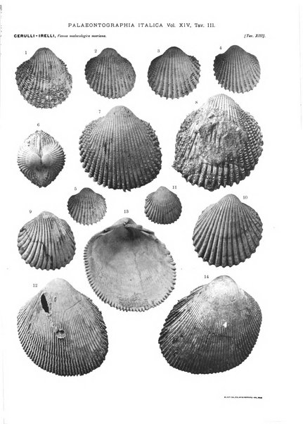 Palaeontographia Italica raccolta di monografie paleontologiche fondata da Mario Canavari nell'anno 1895