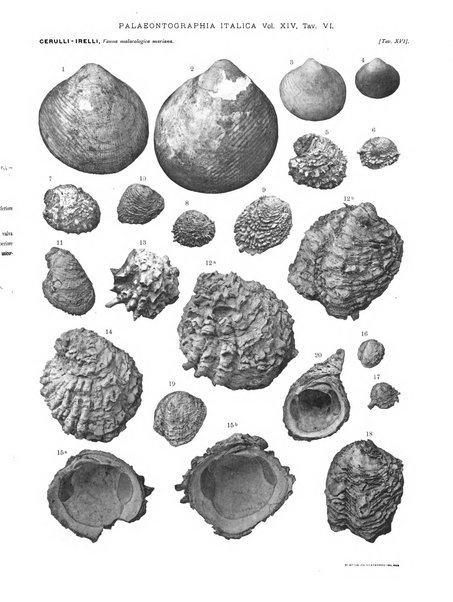 Palaeontographia Italica raccolta di monografie paleontologiche fondata da Mario Canavari nell'anno 1895