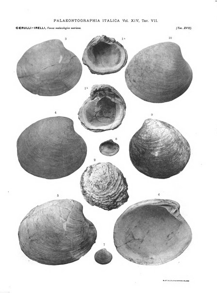 Palaeontographia Italica raccolta di monografie paleontologiche fondata da Mario Canavari nell'anno 1895