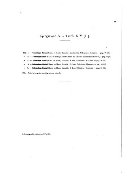 Palaeontographia Italica raccolta di monografie paleontologiche fondata da Mario Canavari nell'anno 1895