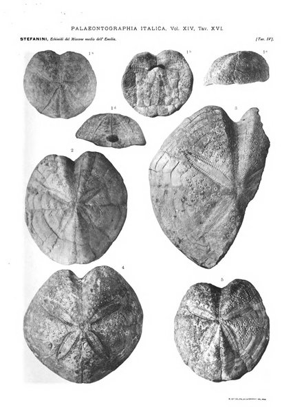 Palaeontographia Italica raccolta di monografie paleontologiche fondata da Mario Canavari nell'anno 1895