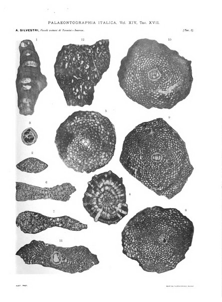 Palaeontographia Italica raccolta di monografie paleontologiche fondata da Mario Canavari nell'anno 1895