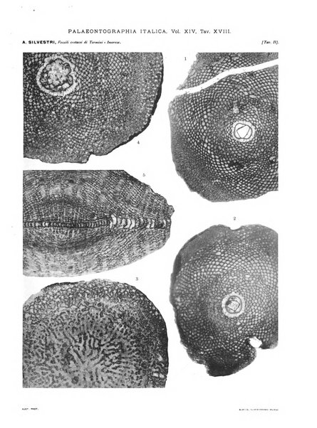 Palaeontographia Italica raccolta di monografie paleontologiche fondata da Mario Canavari nell'anno 1895