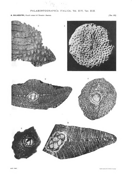 Palaeontographia Italica raccolta di monografie paleontologiche fondata da Mario Canavari nell'anno 1895