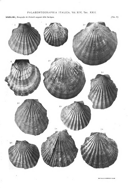 Palaeontographia Italica raccolta di monografie paleontologiche fondata da Mario Canavari nell'anno 1895