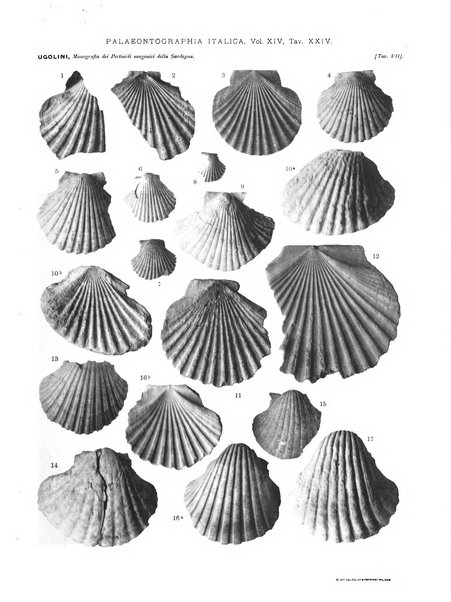 Palaeontographia Italica raccolta di monografie paleontologiche fondata da Mario Canavari nell'anno 1895