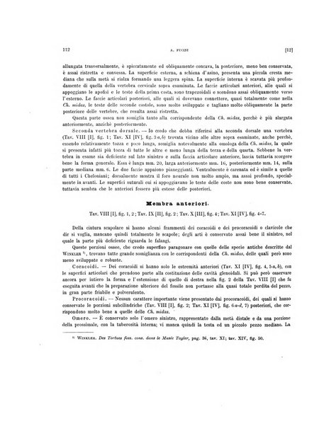 Palaeontographia Italica raccolta di monografie paleontologiche fondata da Mario Canavari nell'anno 1895