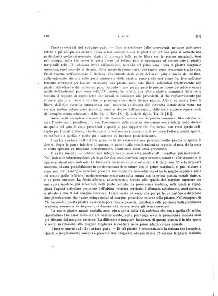 Palaeontographia Italica raccolta di monografie paleontologiche fondata da Mario Canavari nell'anno 1895