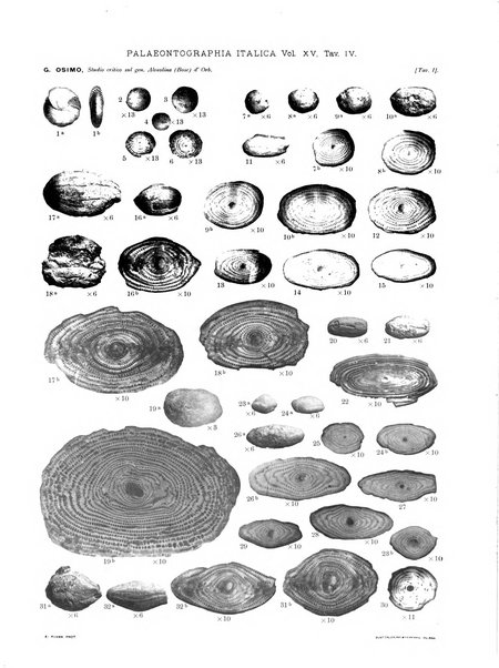 Palaeontographia Italica raccolta di monografie paleontologiche fondata da Mario Canavari nell'anno 1895