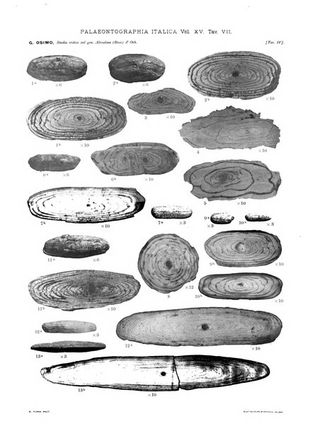 Palaeontographia Italica raccolta di monografie paleontologiche fondata da Mario Canavari nell'anno 1895