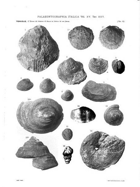 Palaeontographia Italica raccolta di monografie paleontologiche fondata da Mario Canavari nell'anno 1895