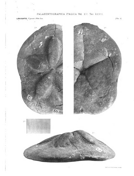 Palaeontographia Italica raccolta di monografie paleontologiche fondata da Mario Canavari nell'anno 1895