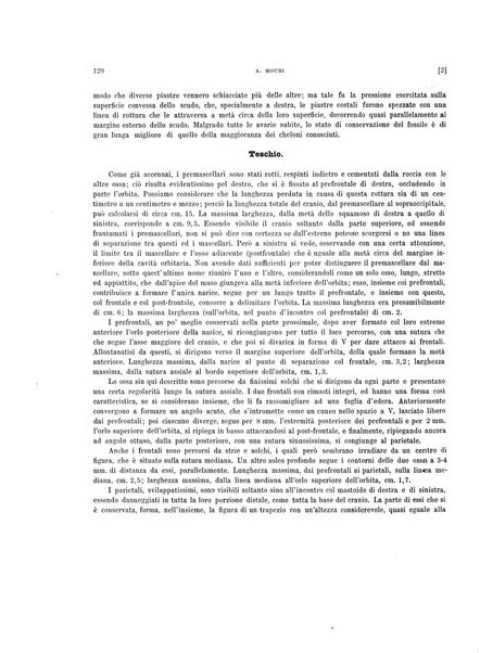 Palaeontographia Italica raccolta di monografie paleontologiche fondata da Mario Canavari nell'anno 1895