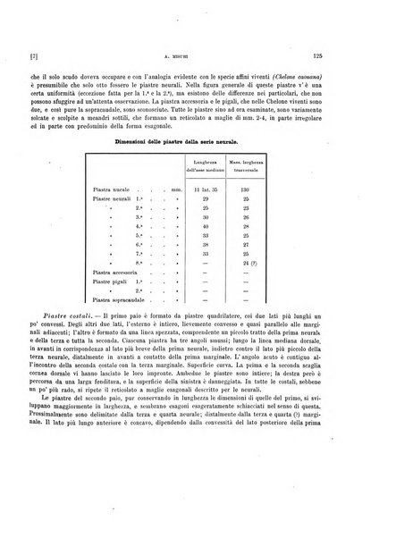 Palaeontographia Italica raccolta di monografie paleontologiche fondata da Mario Canavari nell'anno 1895