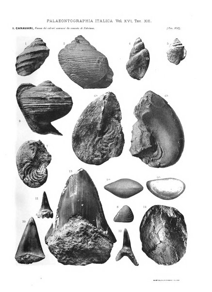 Palaeontographia Italica raccolta di monografie paleontologiche fondata da Mario Canavari nell'anno 1895