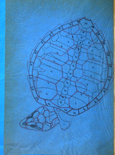 Palaeontographia Italica raccolta di monografie paleontologiche fondata da Mario Canavari nell'anno 1895