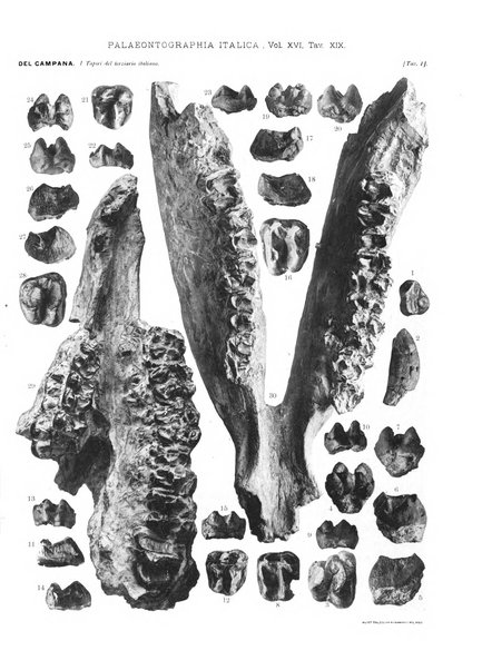 Palaeontographia Italica raccolta di monografie paleontologiche fondata da Mario Canavari nell'anno 1895