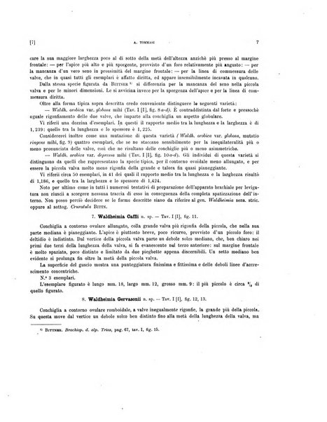 Palaeontographia Italica raccolta di monografie paleontologiche fondata da Mario Canavari nell'anno 1895