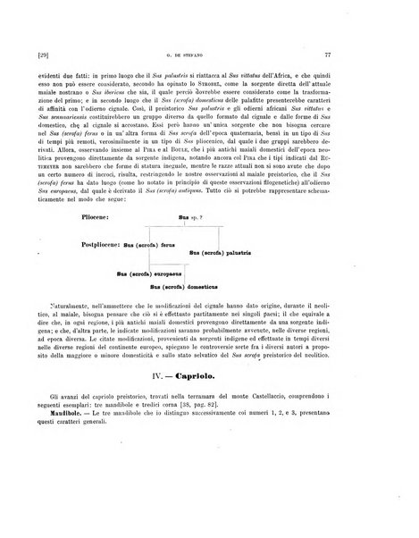 Palaeontographia Italica raccolta di monografie paleontologiche fondata da Mario Canavari nell'anno 1895