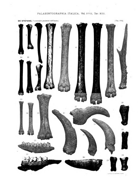 Palaeontographia Italica raccolta di monografie paleontologiche fondata da Mario Canavari nell'anno 1895