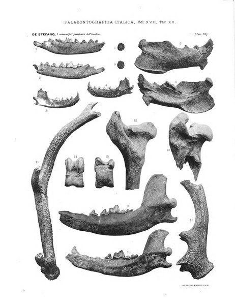 Palaeontographia Italica raccolta di monografie paleontologiche fondata da Mario Canavari nell'anno 1895