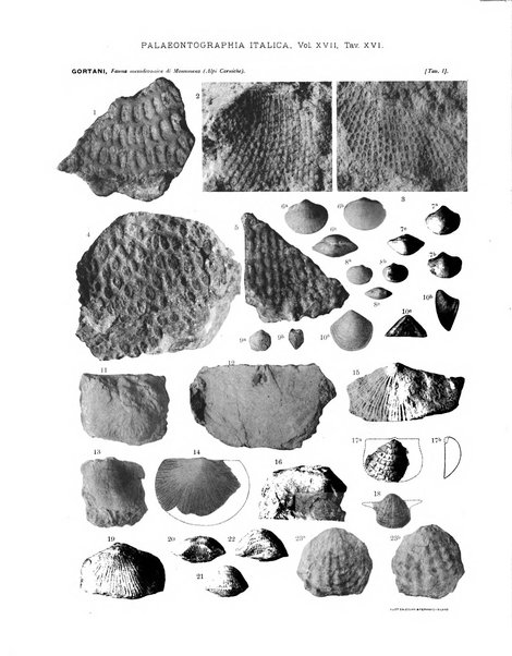 Palaeontographia Italica raccolta di monografie paleontologiche fondata da Mario Canavari nell'anno 1895