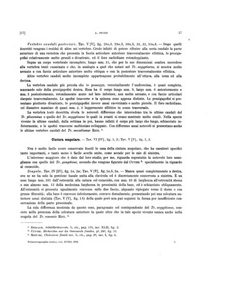 Palaeontographia Italica raccolta di monografie paleontologiche fondata da Mario Canavari nell'anno 1895