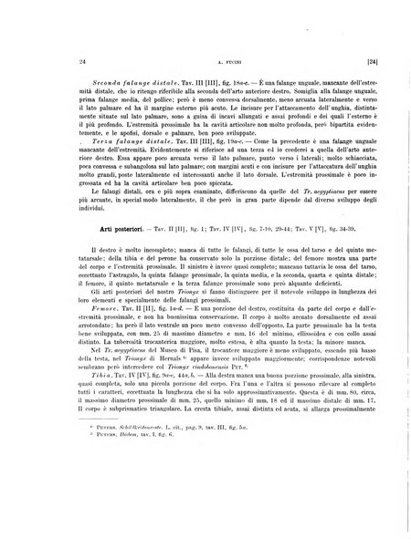 Palaeontographia Italica raccolta di monografie paleontologiche fondata da Mario Canavari nell'anno 1895