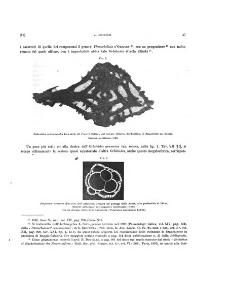 Palaeontographia Italica raccolta di monografie paleontologiche fondata da Mario Canavari nell'anno 1895