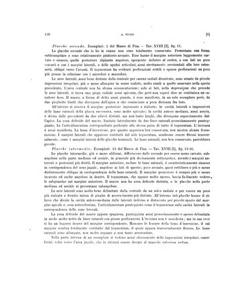 Palaeontographia Italica raccolta di monografie paleontologiche fondata da Mario Canavari nell'anno 1895