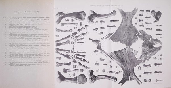 Palaeontographia Italica raccolta di monografie paleontologiche fondata da Mario Canavari nell'anno 1895