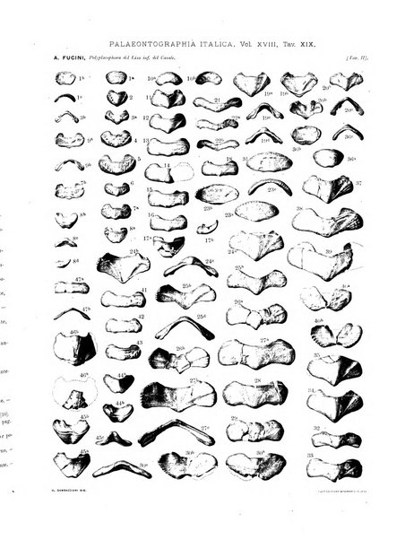 Palaeontographia Italica raccolta di monografie paleontologiche fondata da Mario Canavari nell'anno 1895