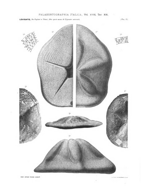 Palaeontographia Italica raccolta di monografie paleontologiche fondata da Mario Canavari nell'anno 1895