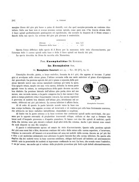 Palaeontographia Italica raccolta di monografie paleontologiche fondata da Mario Canavari nell'anno 1895